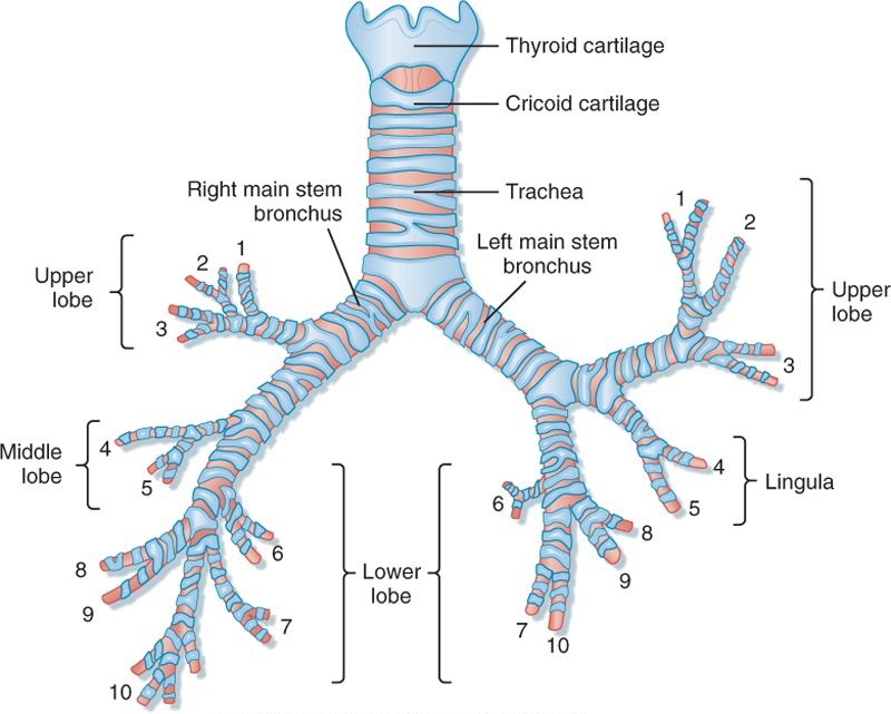 Respiratory System · Part One